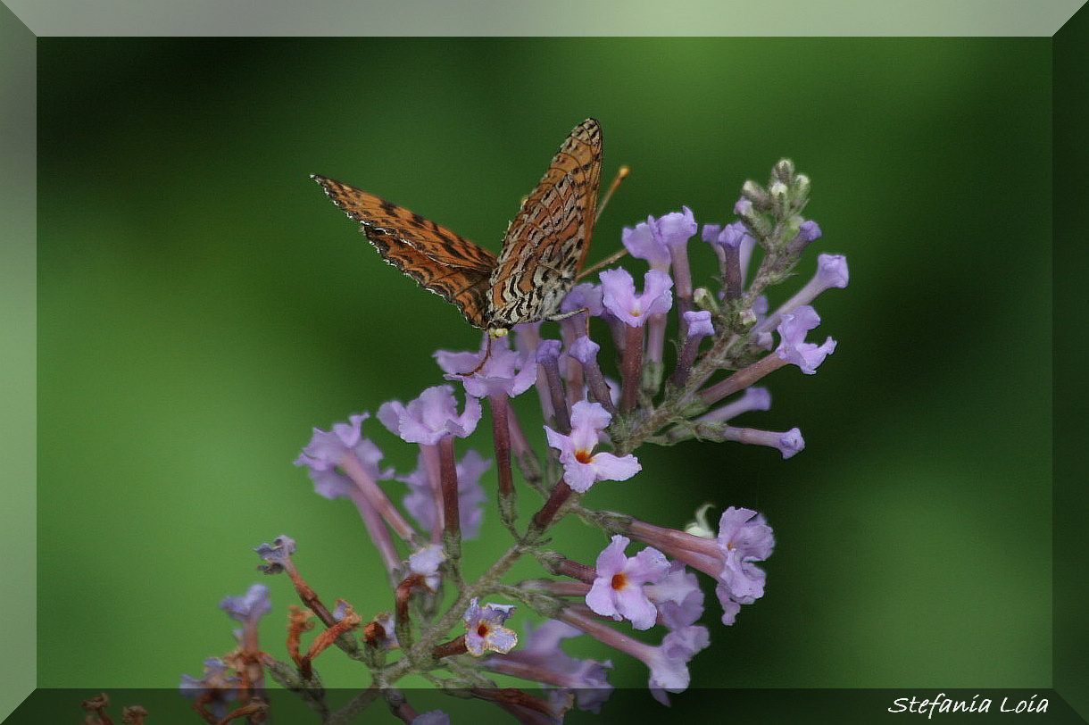 Melitaea didyma